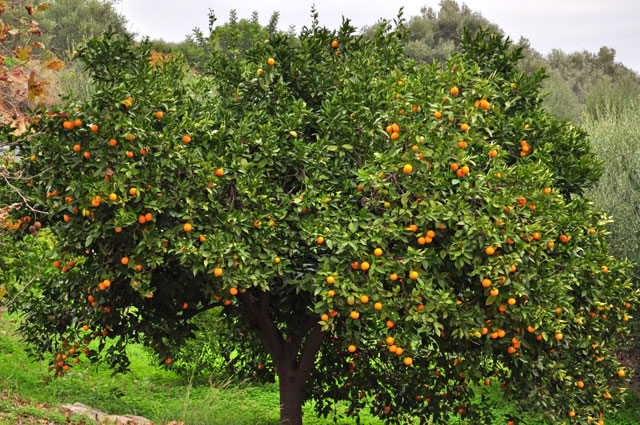 Фото апельсинового дерева на Крите зимой.